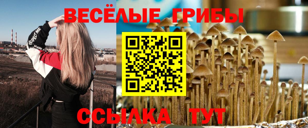 Псилоцибиновые грибы Psilocybe  Вход с VPN  купить наркотики сайты  Гусиноозёрск 